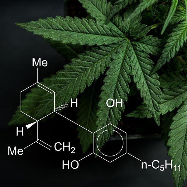 Close-up of a cannabis leaf with a molecular structure overlay, highlighting ACTIVATE Cannabis Technology Solutions.